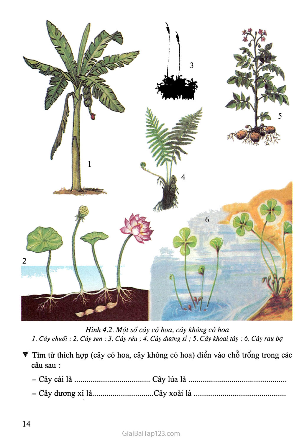 Bài 4: Có phải tất cả thực vật đều có hoa? trang 2