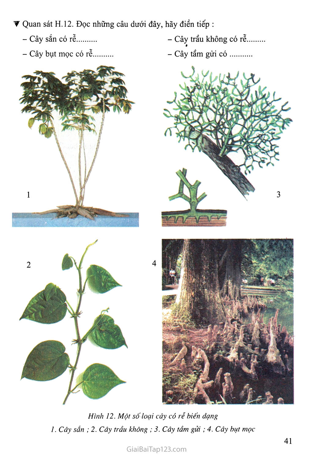 SGK Sinh Học 6 - Bài 12: Biến dạng của rễ