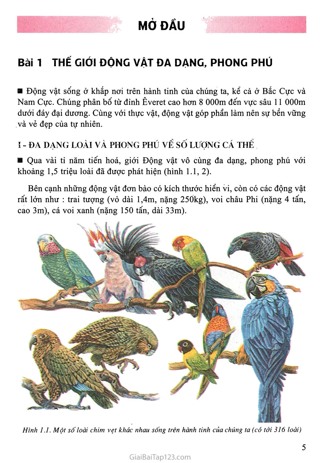 Bài 1: Thế giới động vật đa dạng, phong phú trang 1