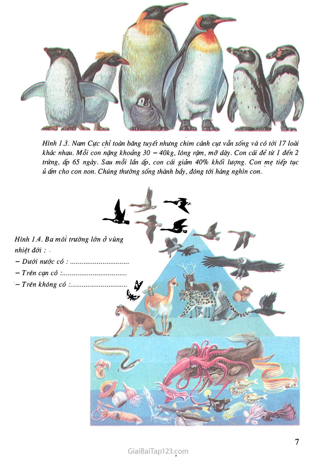 Bài 1: Thế giới động vật đa dạng, phong phú trang 3