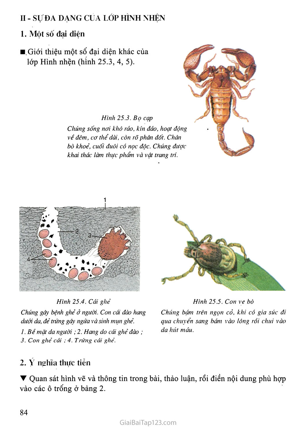 Bài 25: Nhện và sự đa dạng của lớp Hình nhện trang 3