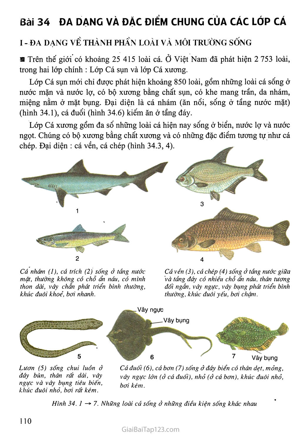 Bài 34: Đa dạng và đặc điểm chung của các lớp Cá trang 1