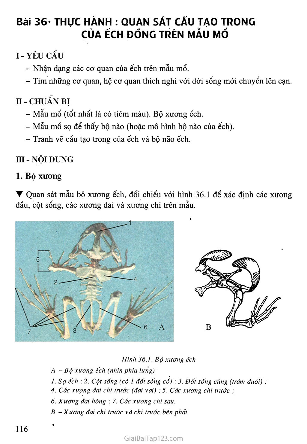 Bài 36: Thực hành: Quan sát cấu tạo trong của ếch đồng trên mẫu mổ trang 1