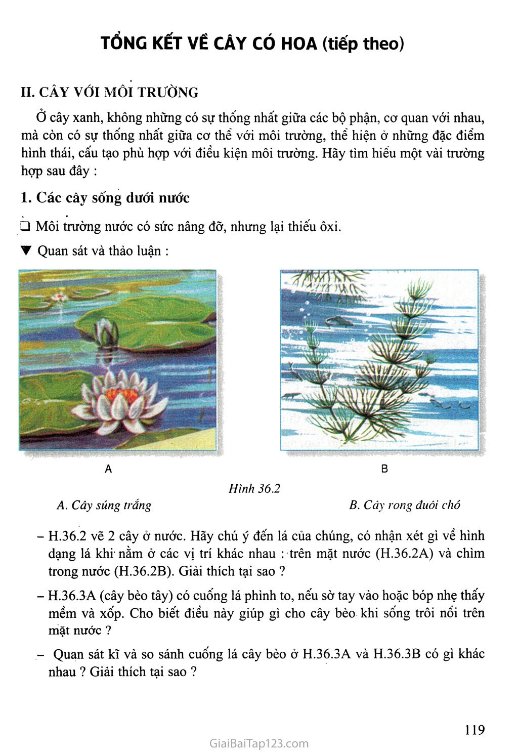 Bài 36: Tổng kết về cây có hoa trang 4