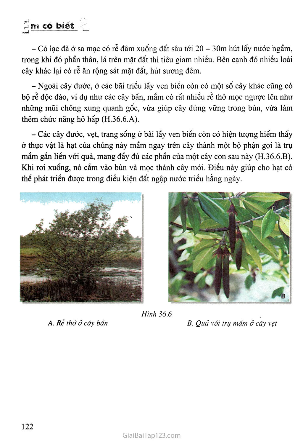 Bài 36: Tổng kết về cây có hoa trang 7