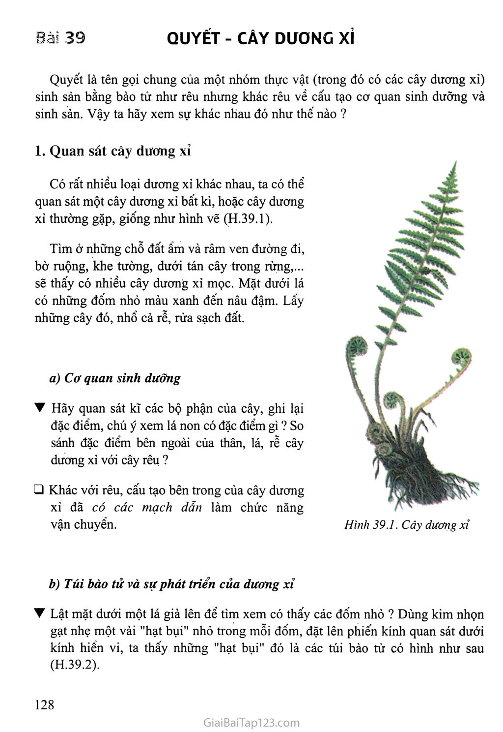 SGK Sinh Học 6 - Bài 39: Quyết - Cây dương xỉ