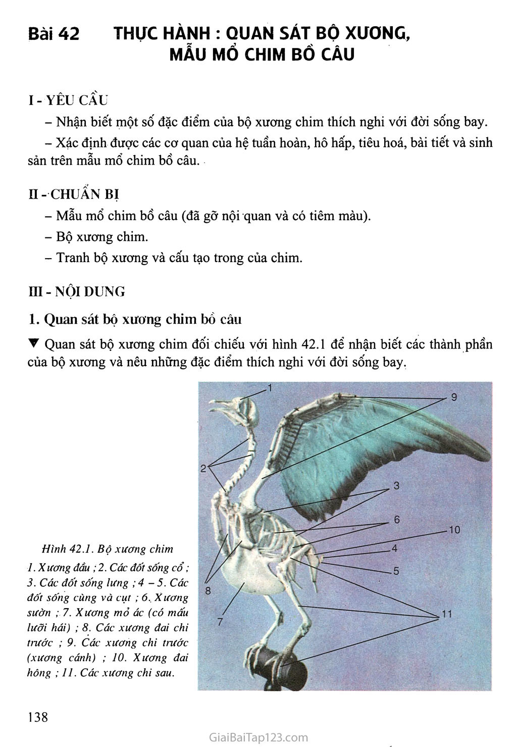 Bài 42: Thực hành: Quan sát bộ xương, mẫu mổ chim bồ câu trang 1
