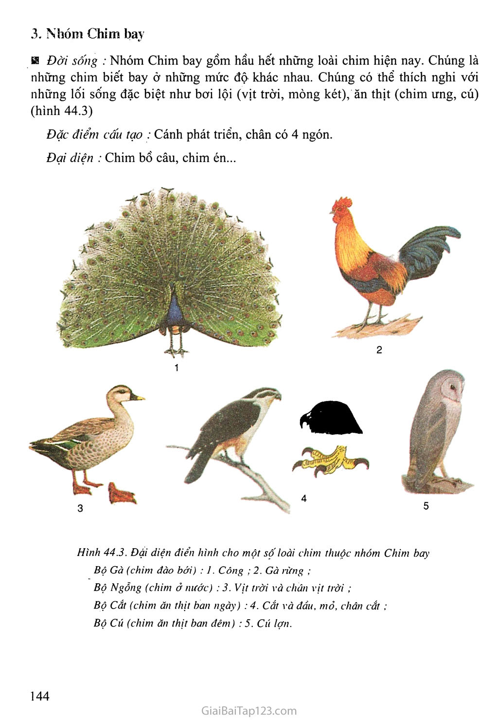 Bài 44: Đa dạng và đặc điểm chung của lớp Chim trang 2