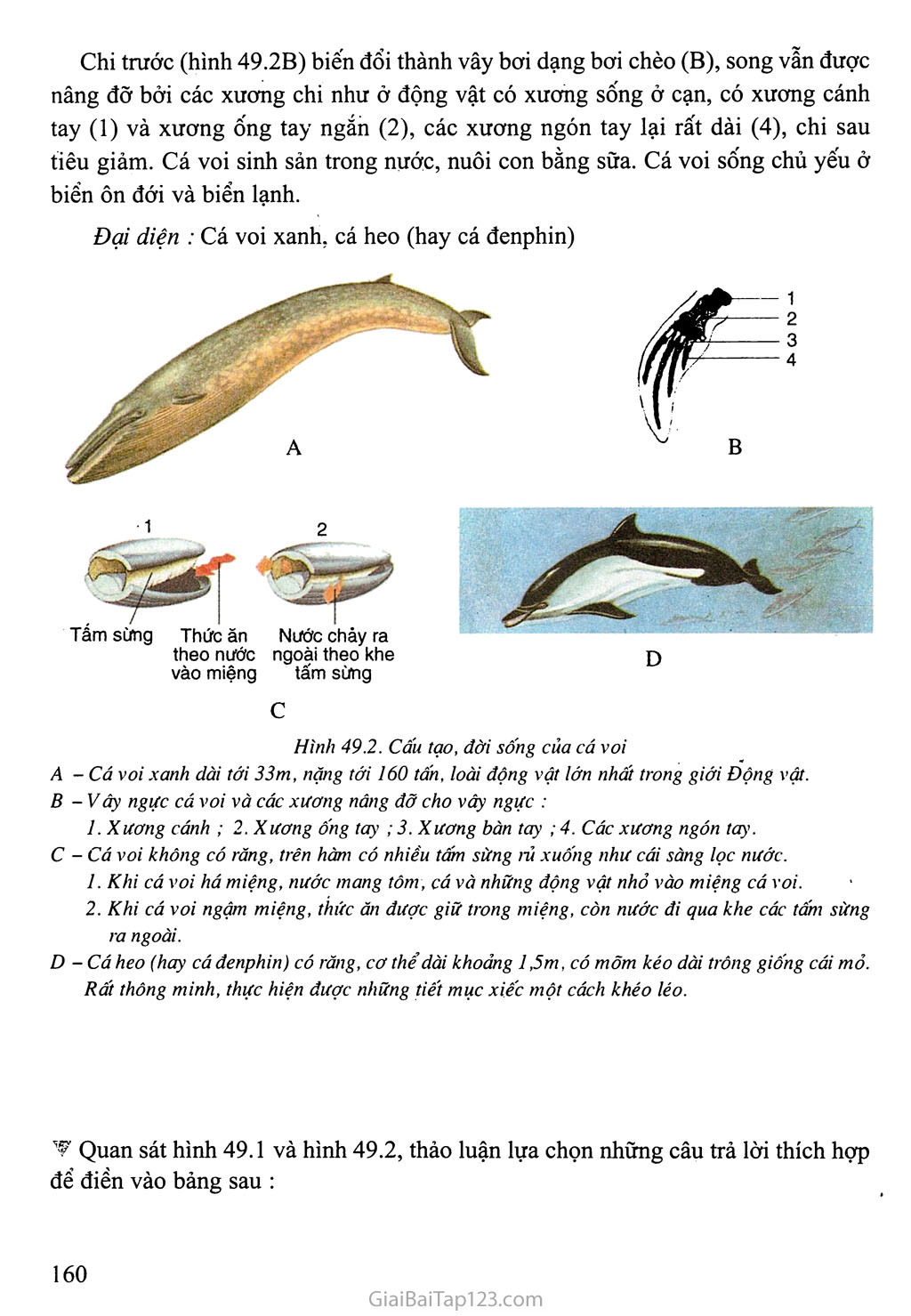 Bài 49: Đa dạng của lớp Thú (tiếp theo) - Bộ Dơi và bộ Cá voi trang 2