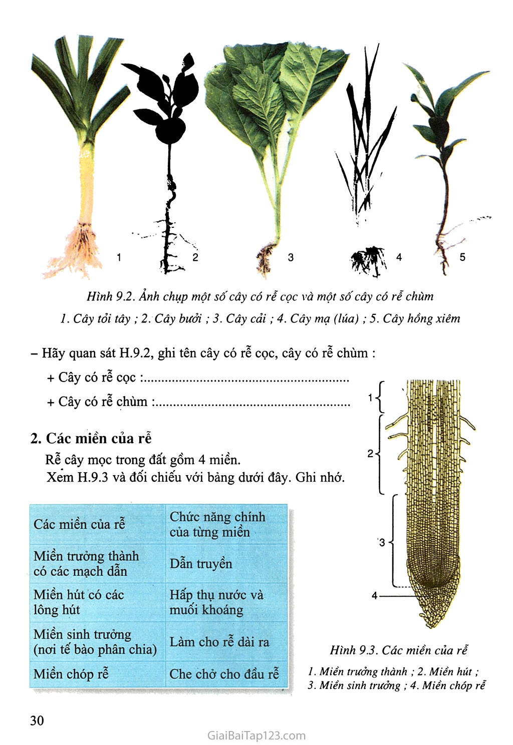Bài 9: Các loại rễ, các miền của rễ trang 2