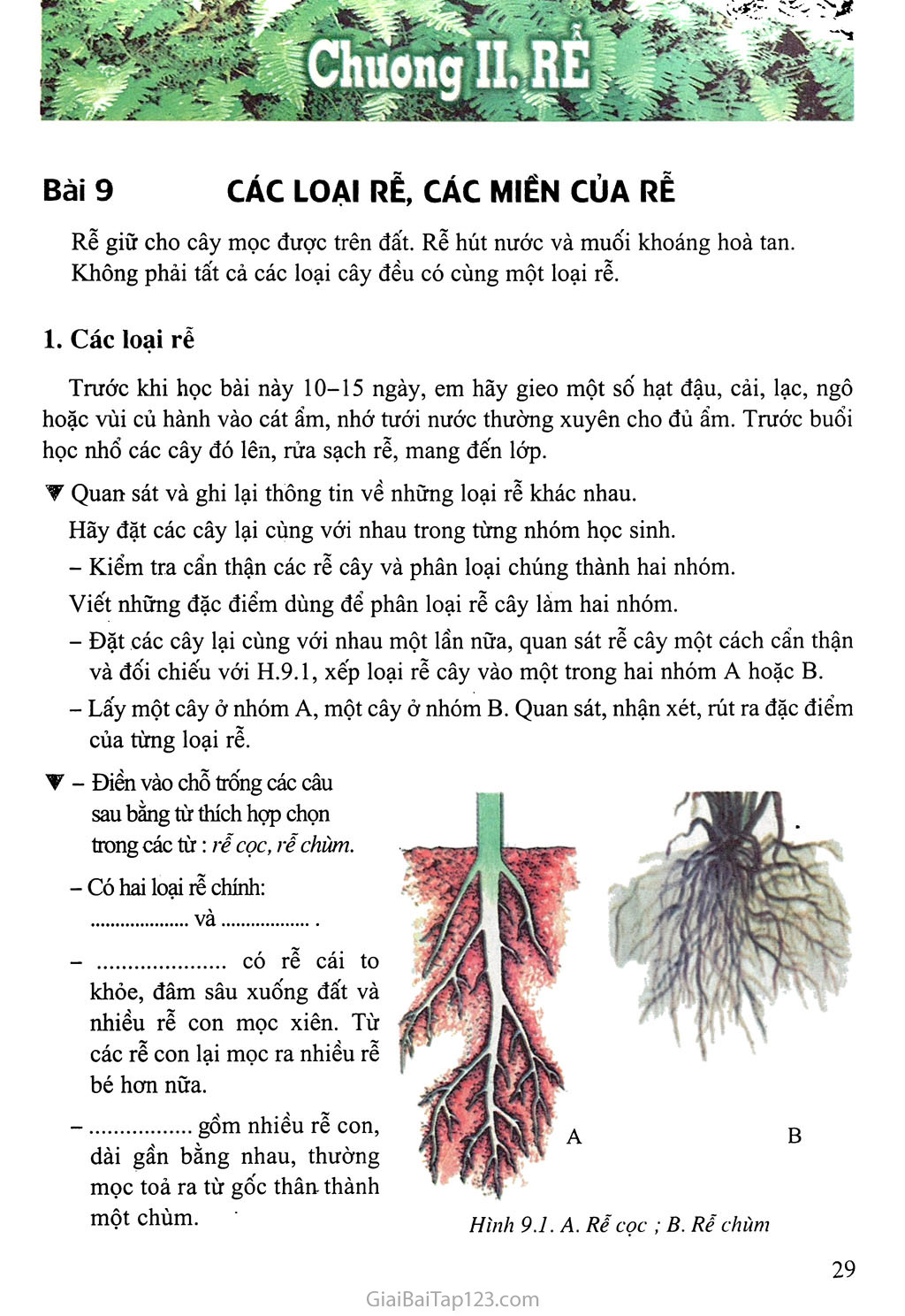 Bài 9: Các loại rễ, các miền của rễ trang 1