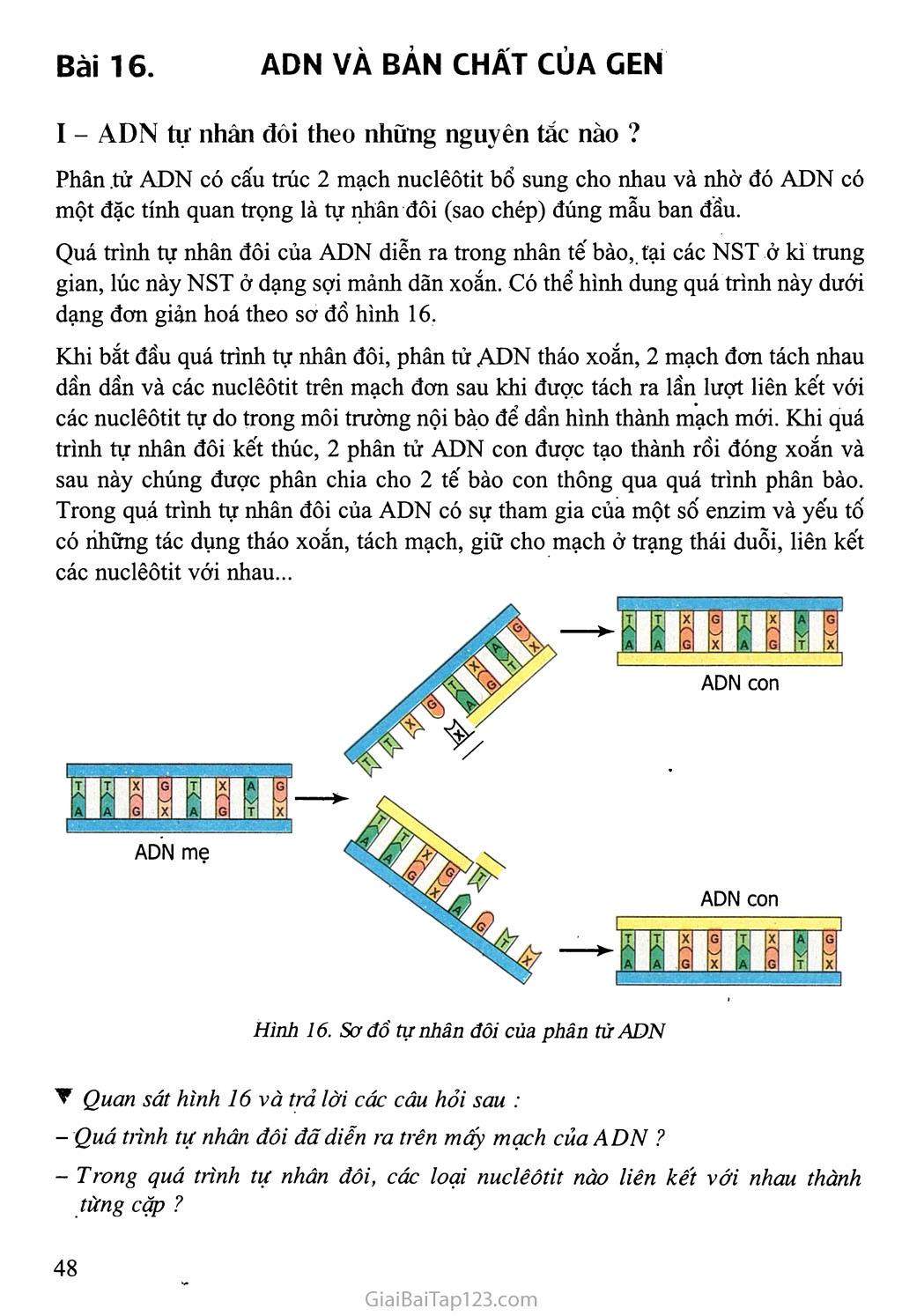 Bài 16. ADN và bản chất của gen trang 1