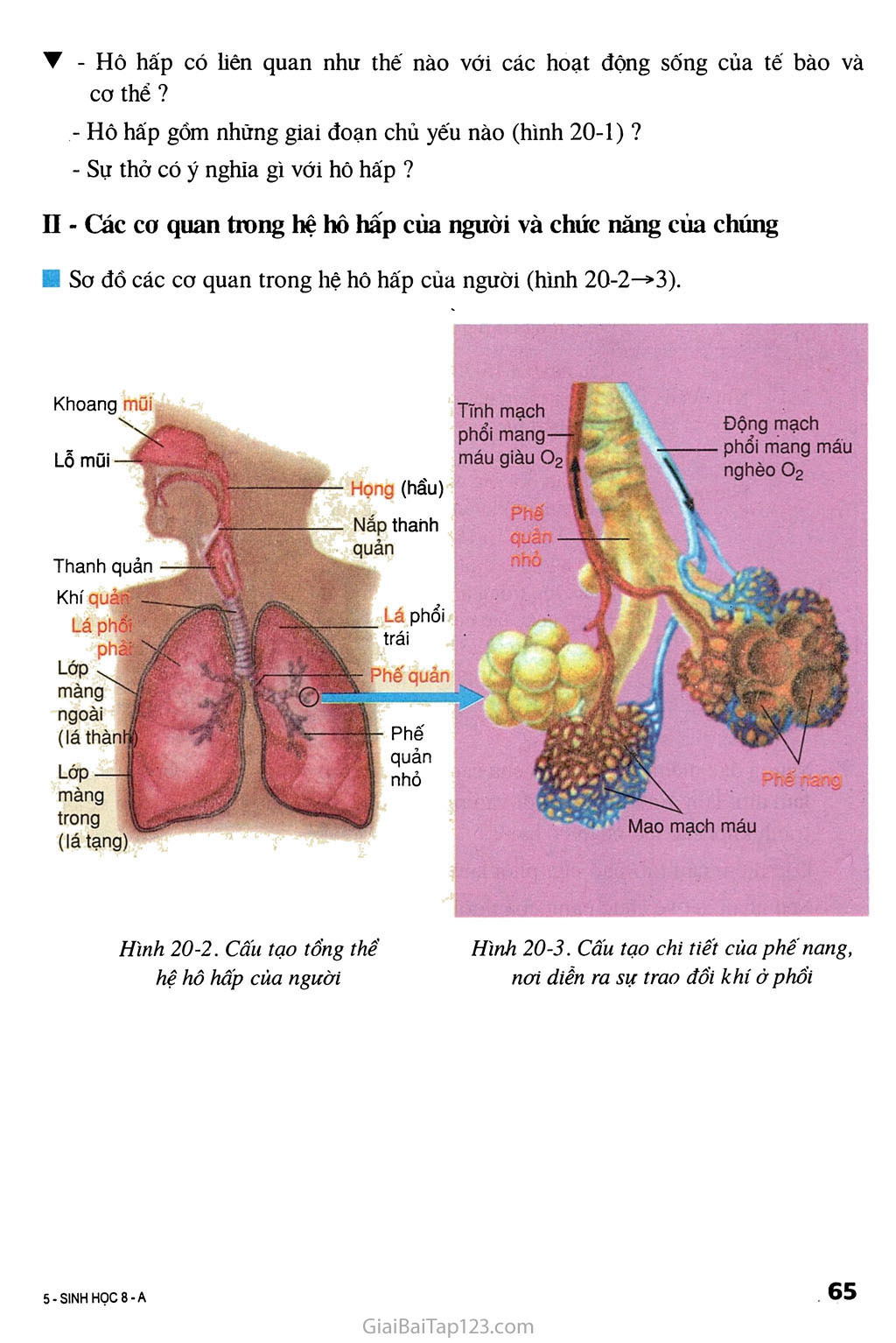 Bài 20. Hô hấp và các cơ quan hô hấp trang 2
