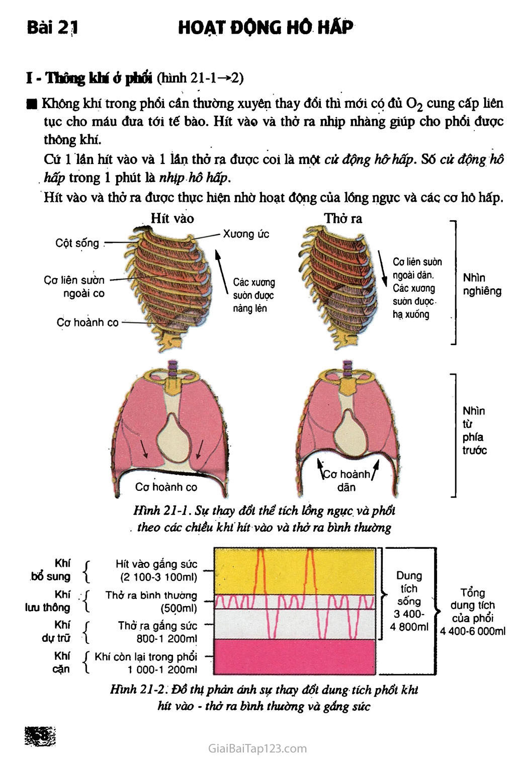 Bài 21. Hoạt động hô hấp trang 1