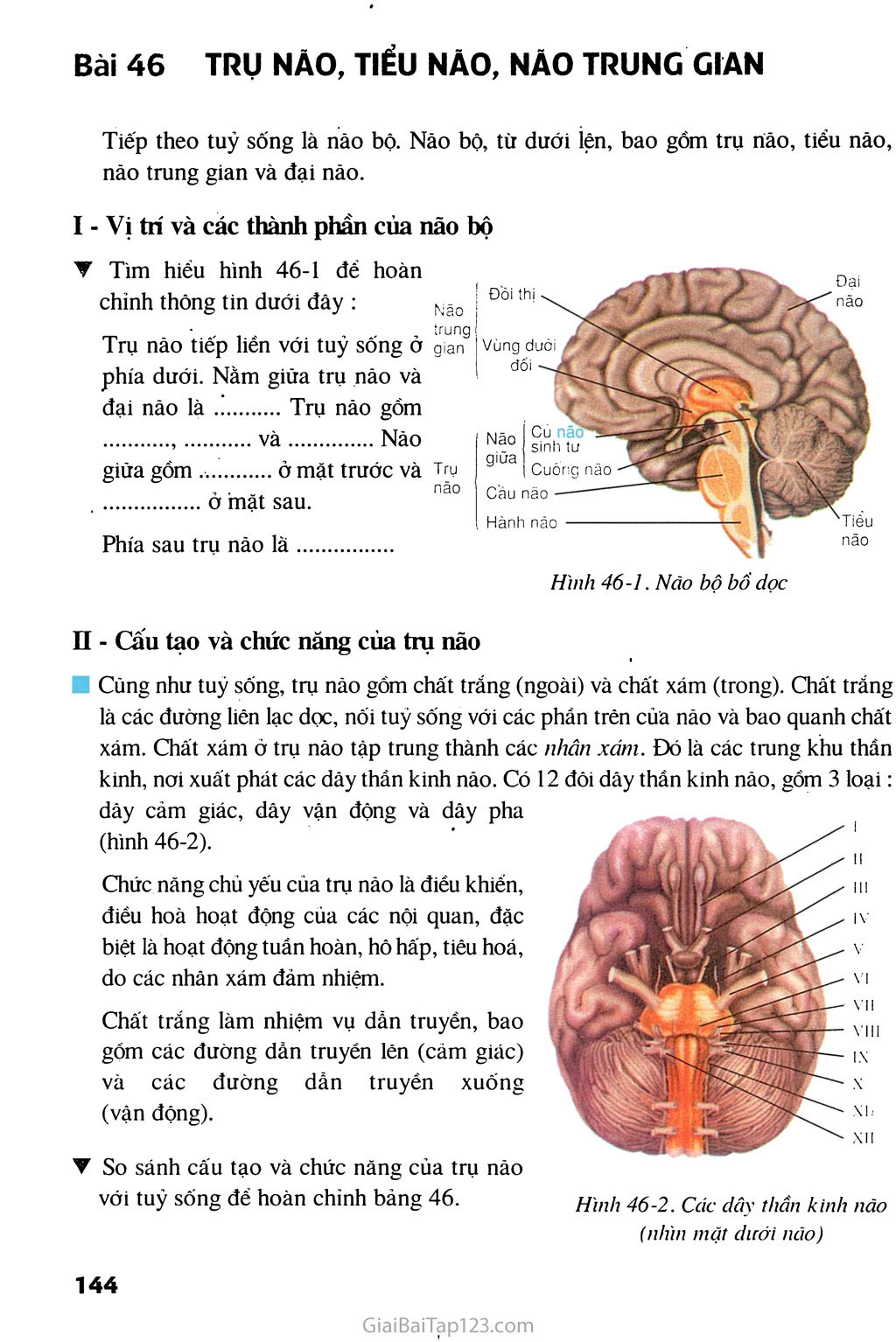 Bài 46. Trụ não, tiểu não, não trung gian trang 1