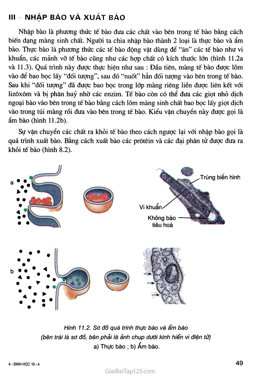 Bài 11. Vận chuyển các chất qua màng sinh chất trang 3