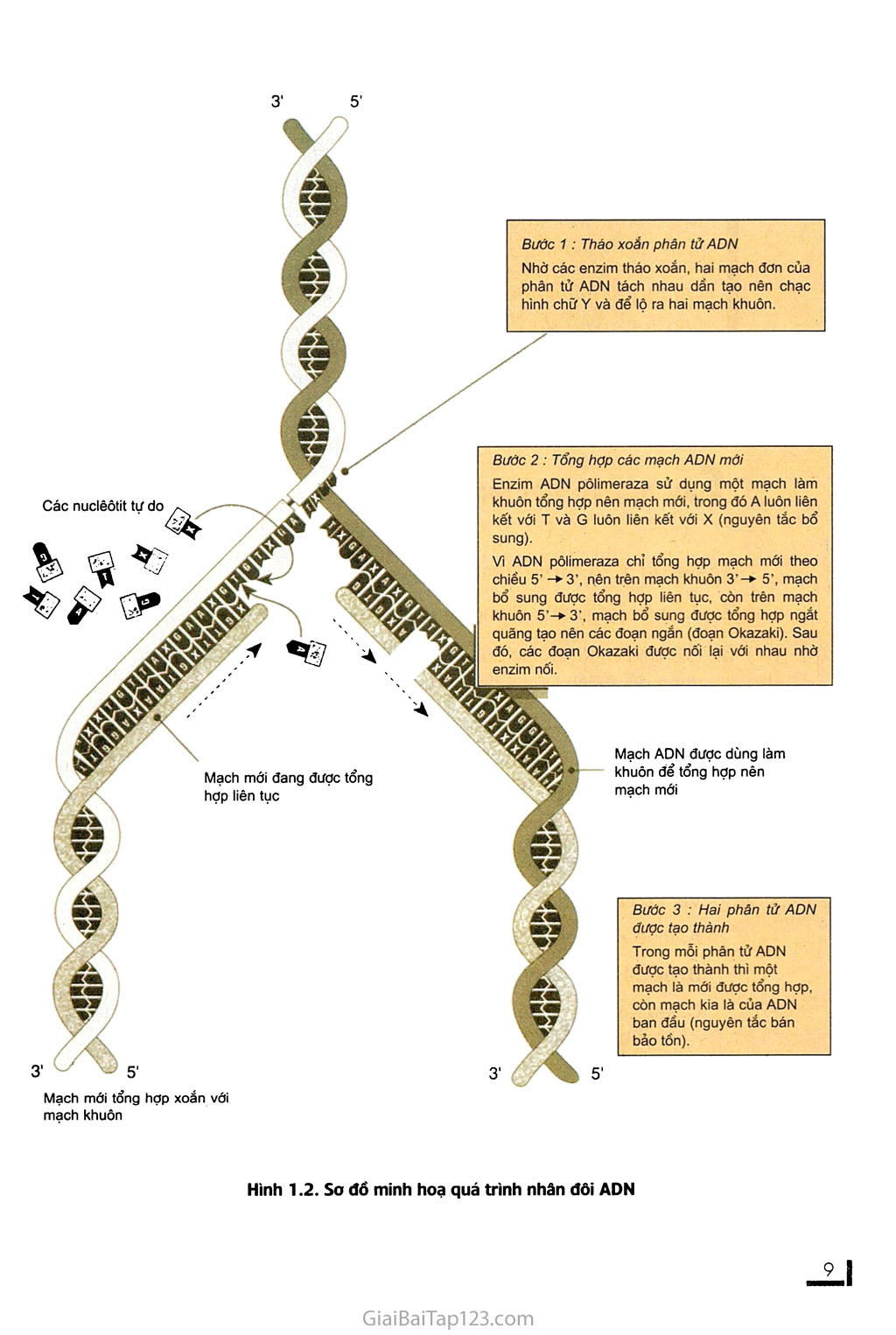 Bài 1. Gen, mã di truyền và quá trình nhân đôi AND trang 5