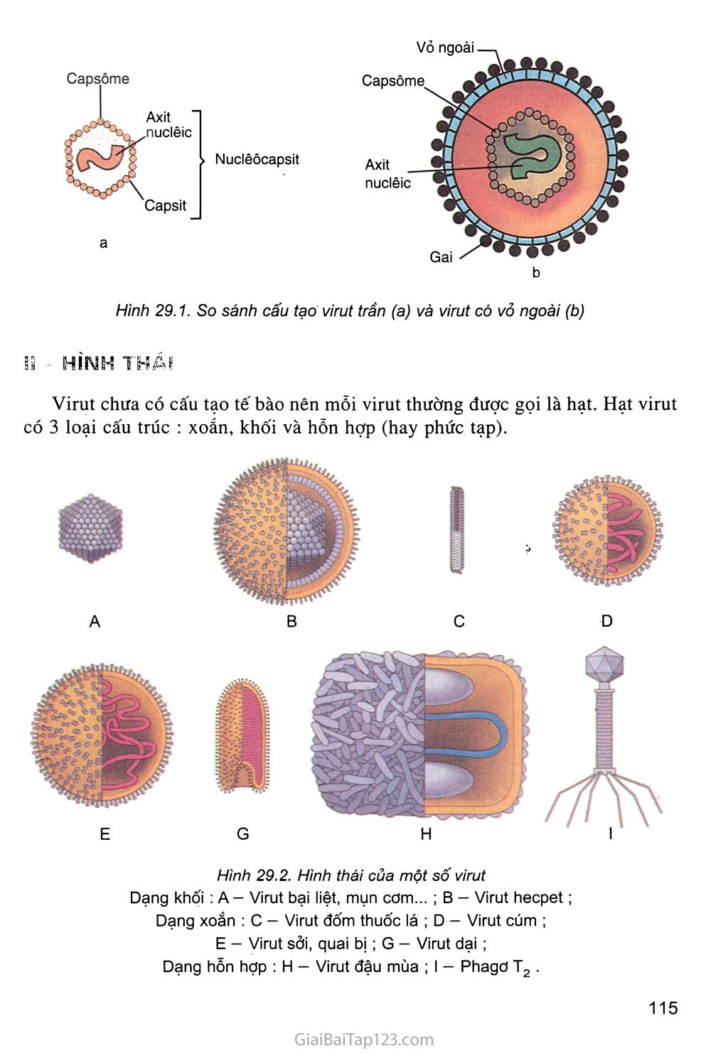 Bài 29. Cấu trúc các loại virut trang 2