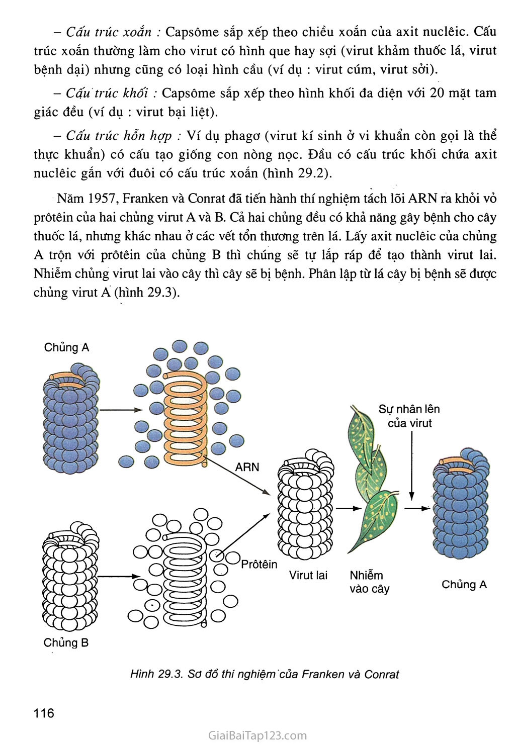 Bài 29. Cấu trúc các loại virut trang 3