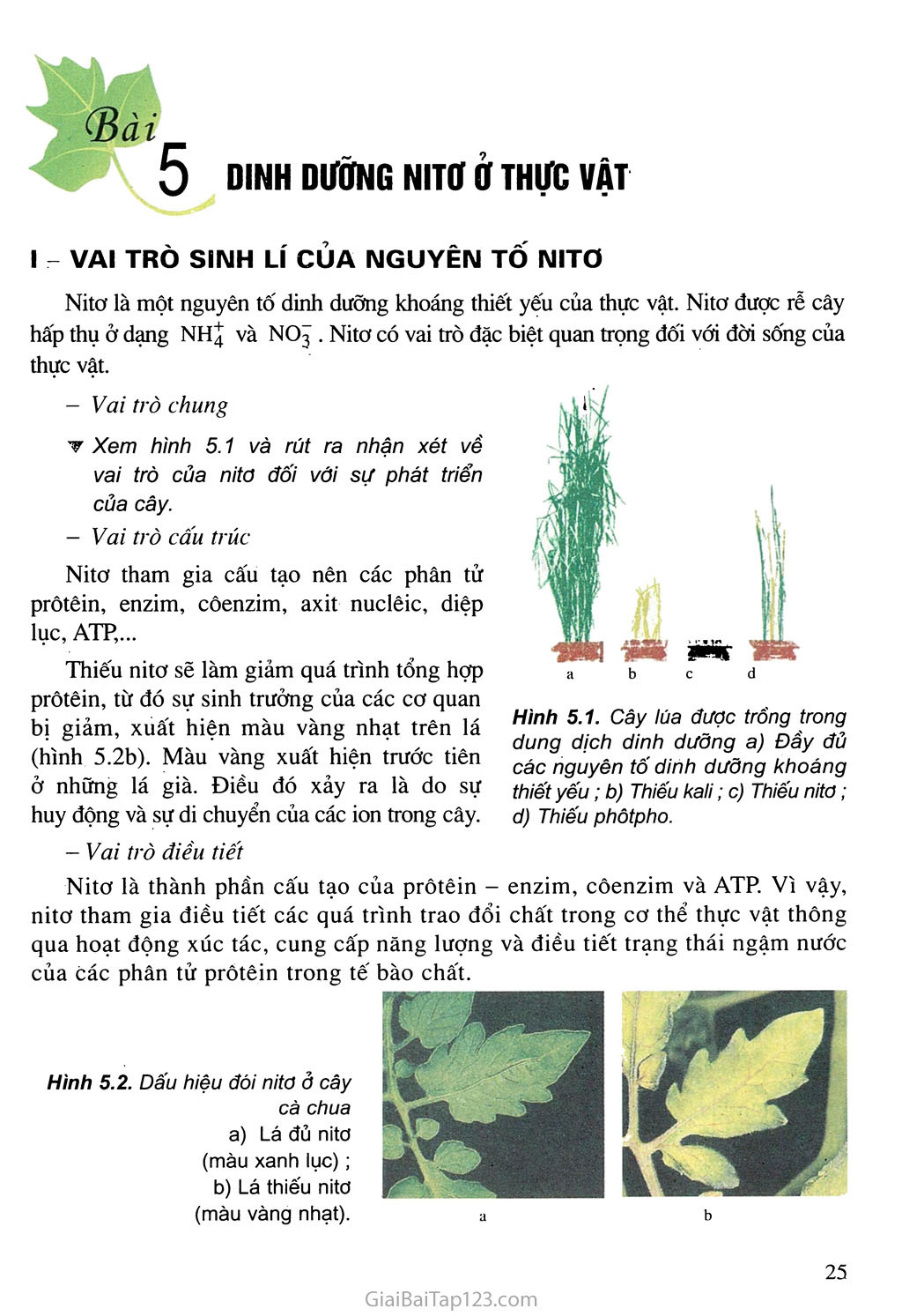 Bài 5. Dinh dưỡng nitơ ở thực vật trang 1