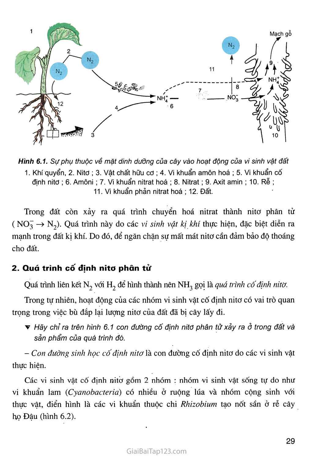 Bài 6. Dinh dưỡng nitơ ở thực vật (tiếp theo) trang 2