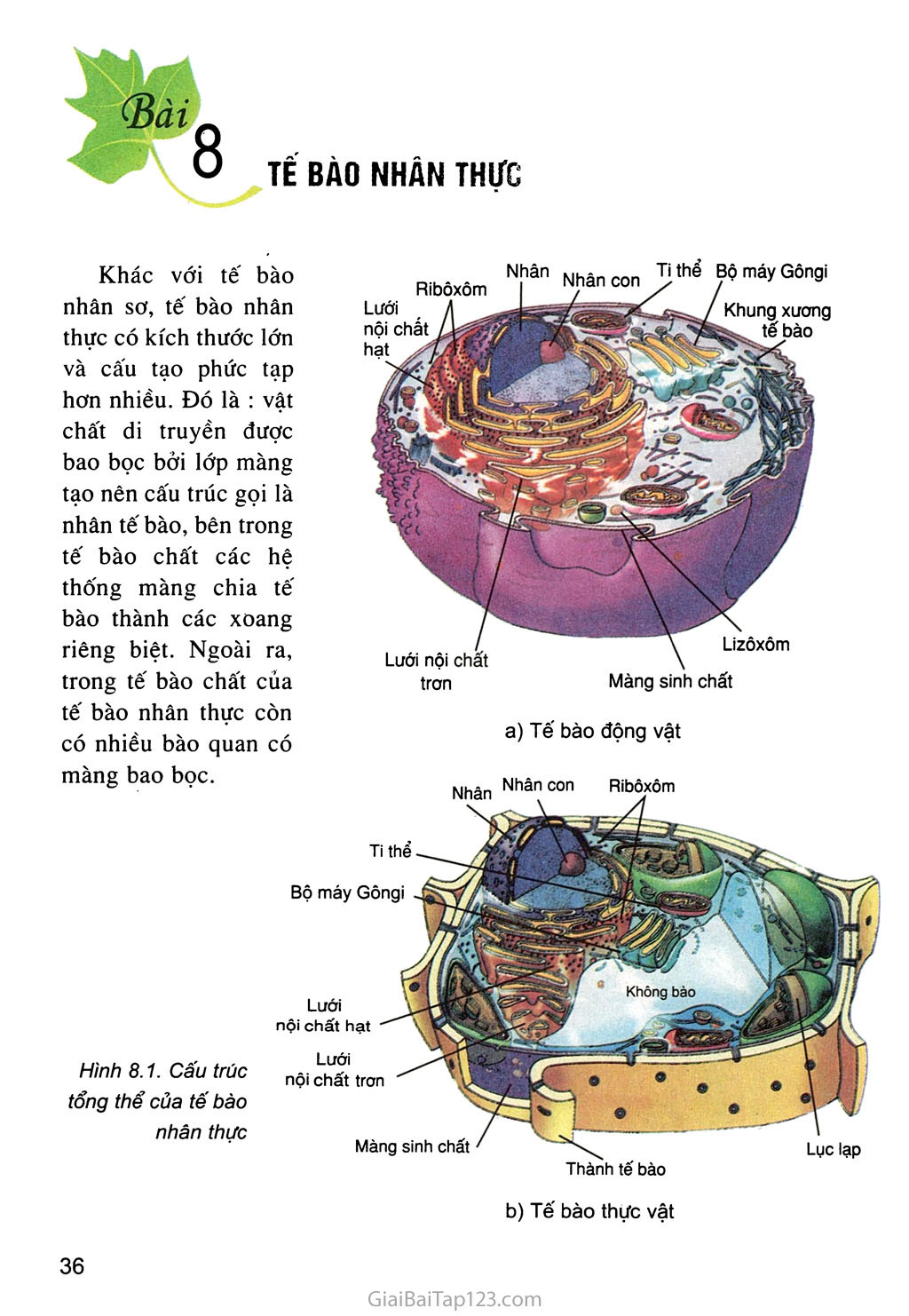 Lý thuyết cấu trúc của tế bào nhân thực  Sinh 10 Cánh diều  SGK Sinh 10   Cánh diều