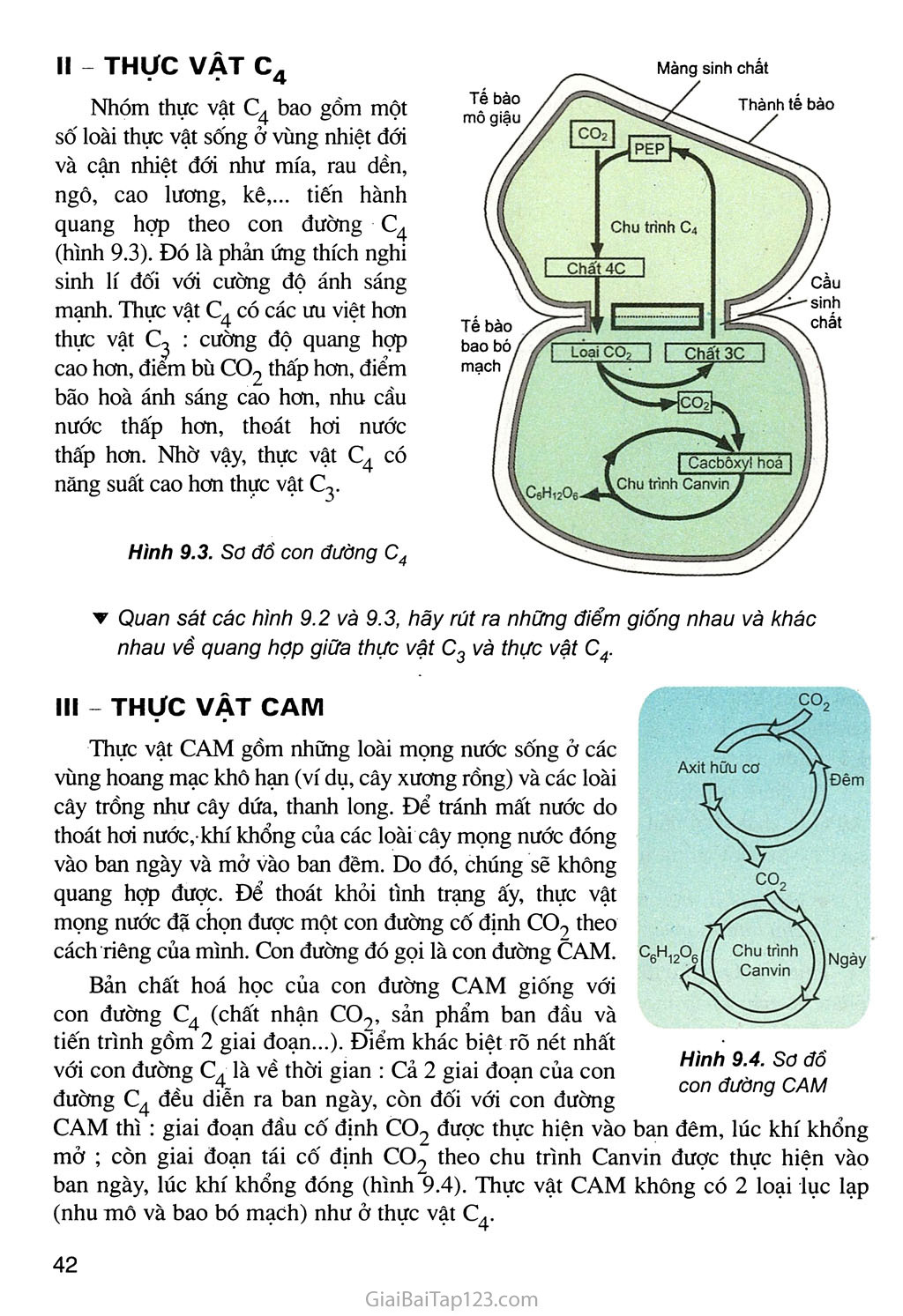 Bài 9. Quang hợp ở các nhóm thực vật C3, C4 và CAM trang 3