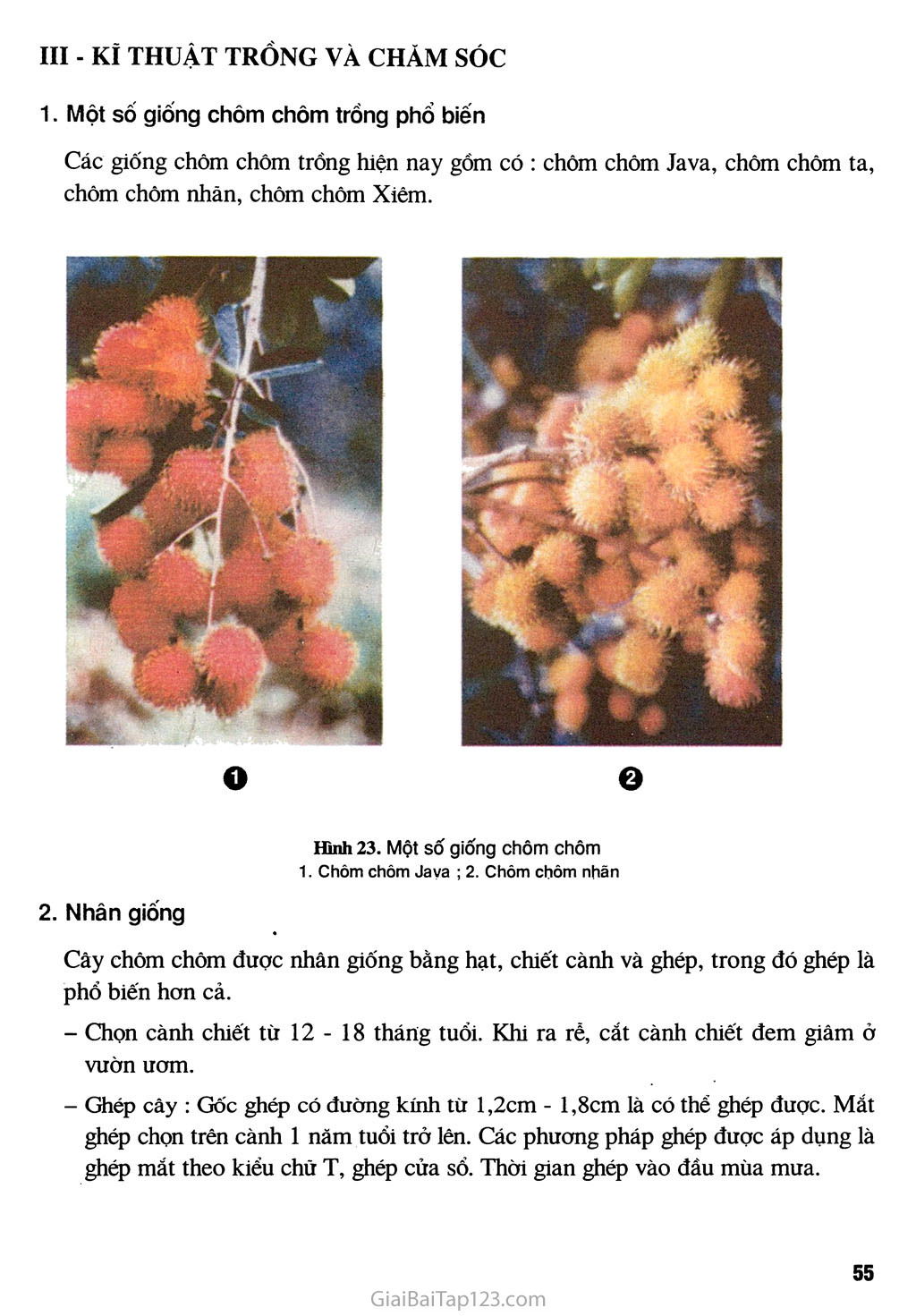 Bài 11. Kĩ thuật trồng cây chôm chôm trang 2