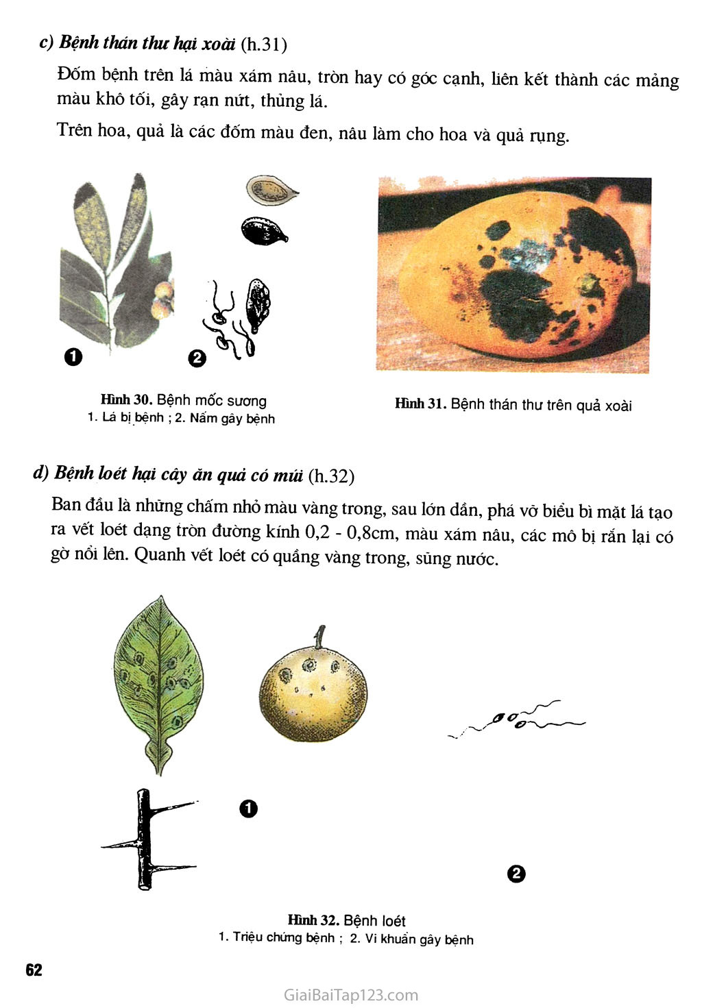Bài 12. (Thực hành) Nhận biết một số loại sâu, bệnh hại cây ăn quả trang 5