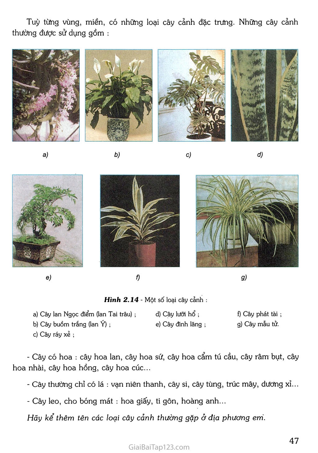 SGK Công Nghệ 6 - Bài 12. Trang trí nhà ở bằng cây cảnh và hoa