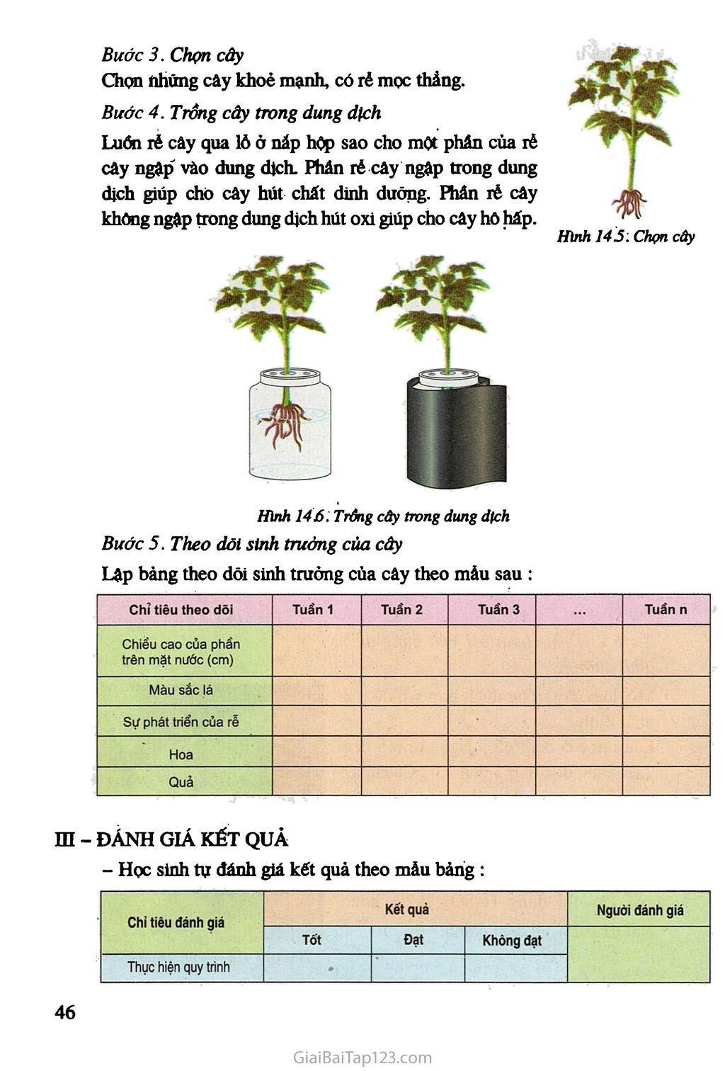 Bài 14. Thực hành: trồng cây trong dung dịch trang 3