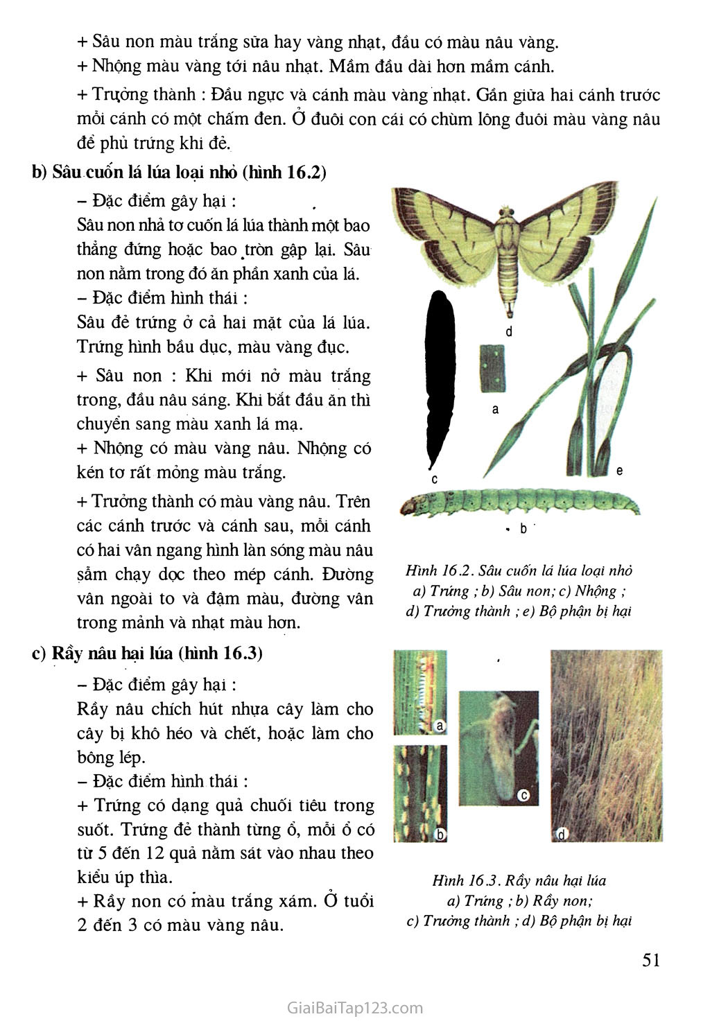 Bài 16. Thực hành: Nhận biết một số loại sâu bệnh hại lúa trang 2