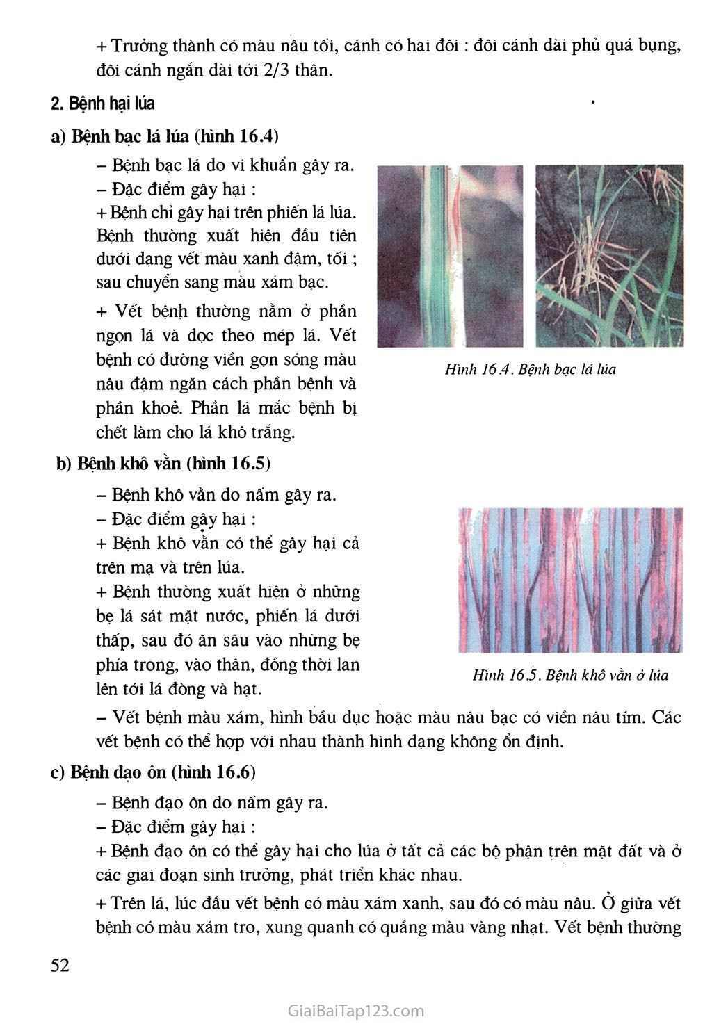 Bài 16. Thực hành: Nhận biết một số loại sâu bệnh hại lúa trang 3