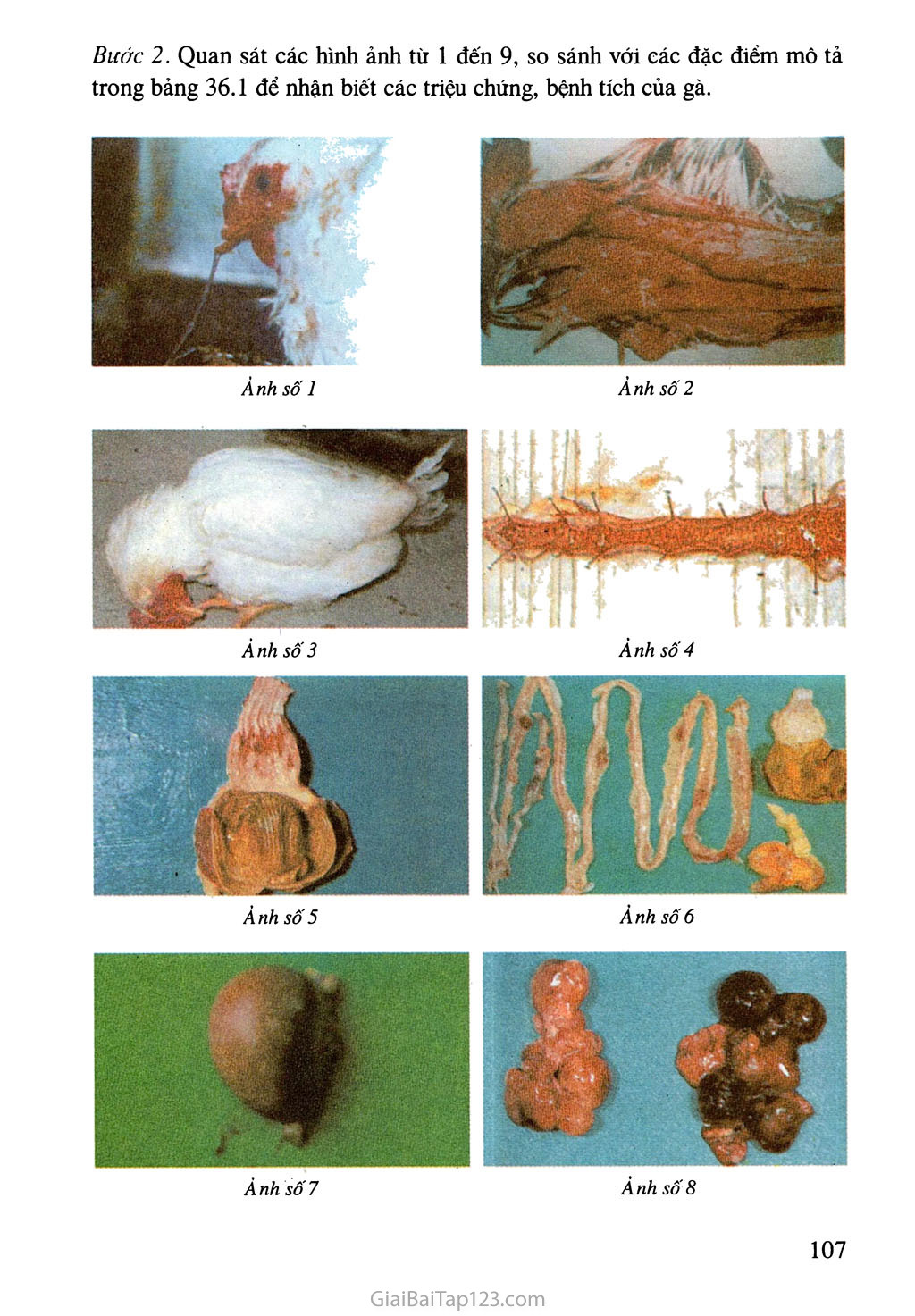 Bài 36. Thực hành: Quan sát triệu chứng, bệnh tích của gà bị mắc bệnh Niu cát xơn (Newcastle) và cá trắm cỏ bị bệnh xuất huyết do vi rút trang 2
