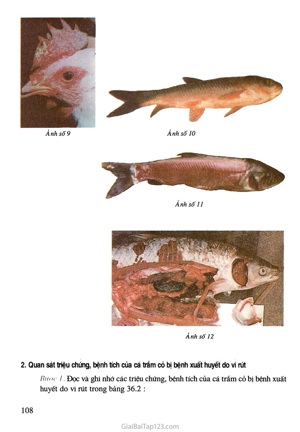 Bài 36. Thực hành: Quan sát triệu chứng, bệnh tích của gà bị mắc bệnh Niu cát xơn (Newcastle) và cá trắm cỏ bị bệnh xuất huyết do vi rút trang 3