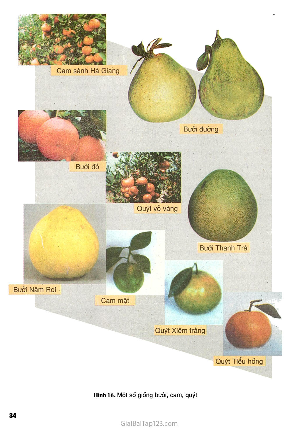 Bài 7. Kĩ thuật trồng cây ăn quả có múi trang 3