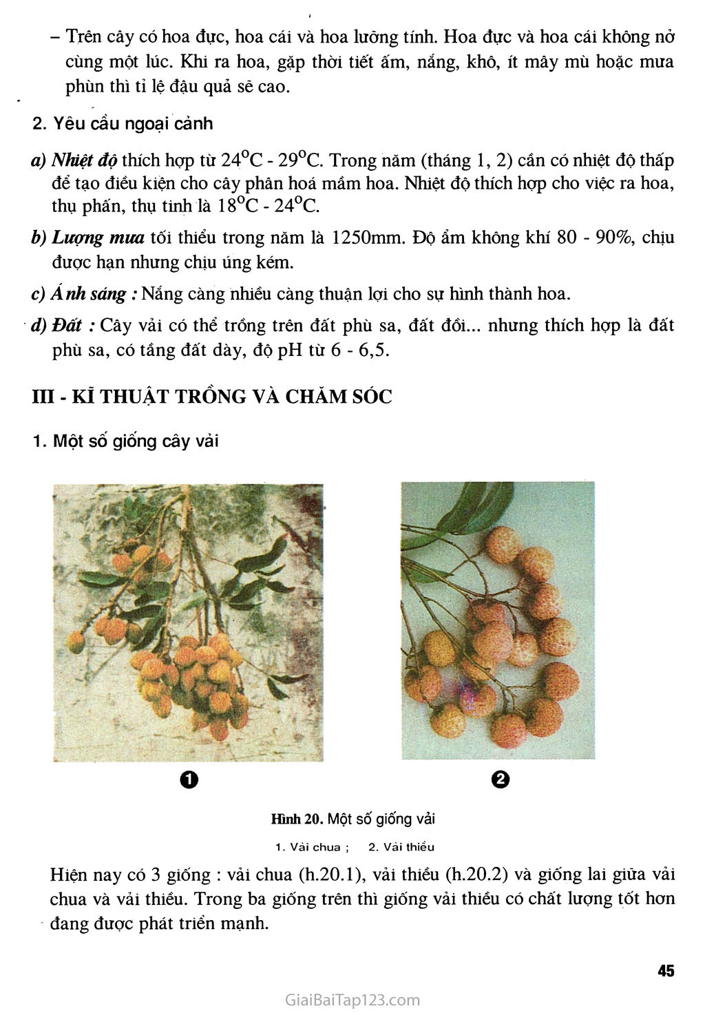 Bài 9. Kĩ thuật trồng cây vải trang 2