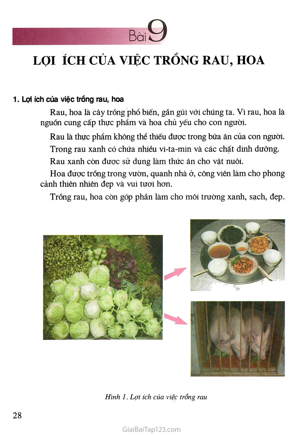 Bài 9. Lợi ích của việc trồng rau, hoa trang 2