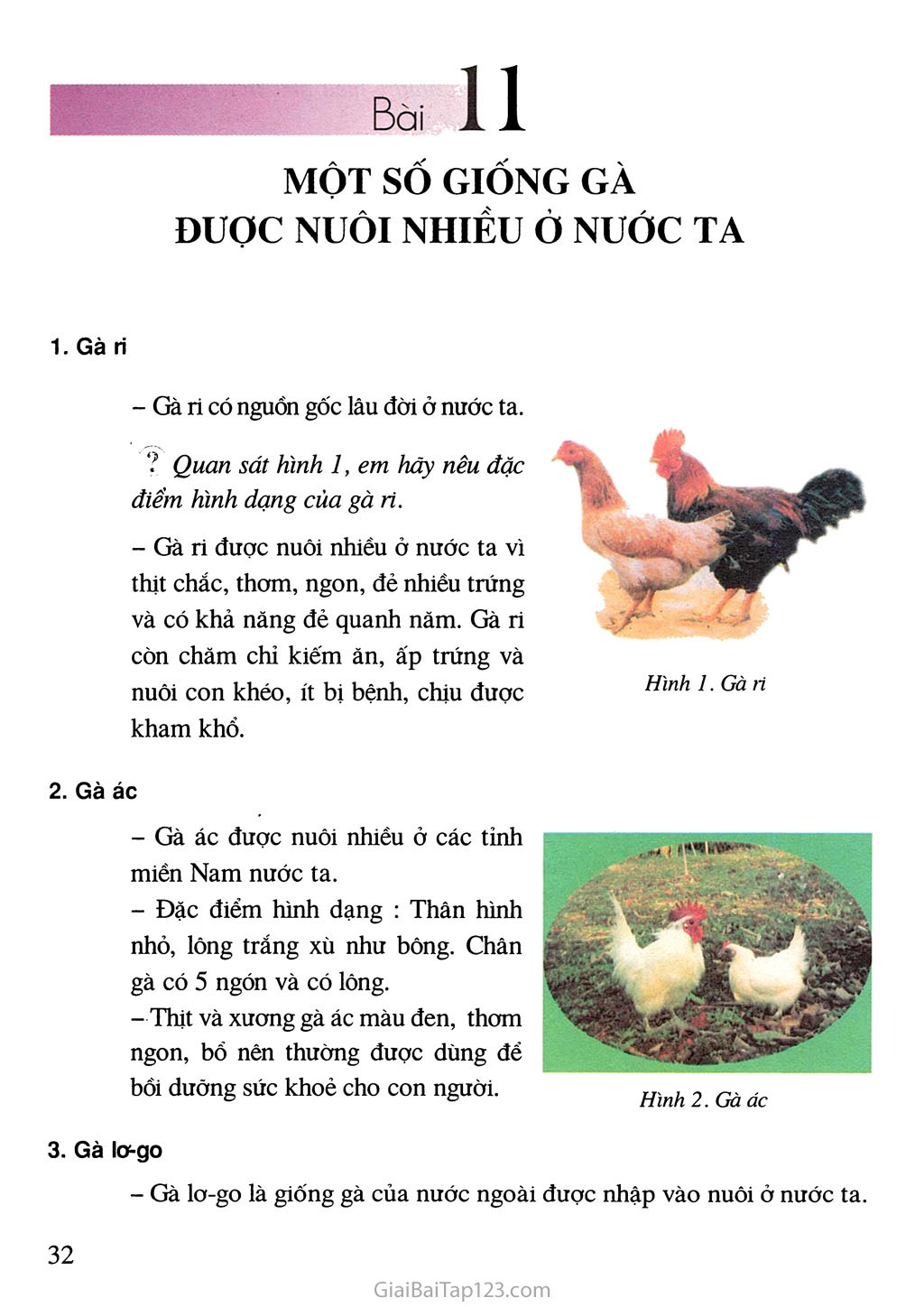 Bài 11. Một số giống gà đuợc nuôi nhiều ở nước ta trang 1