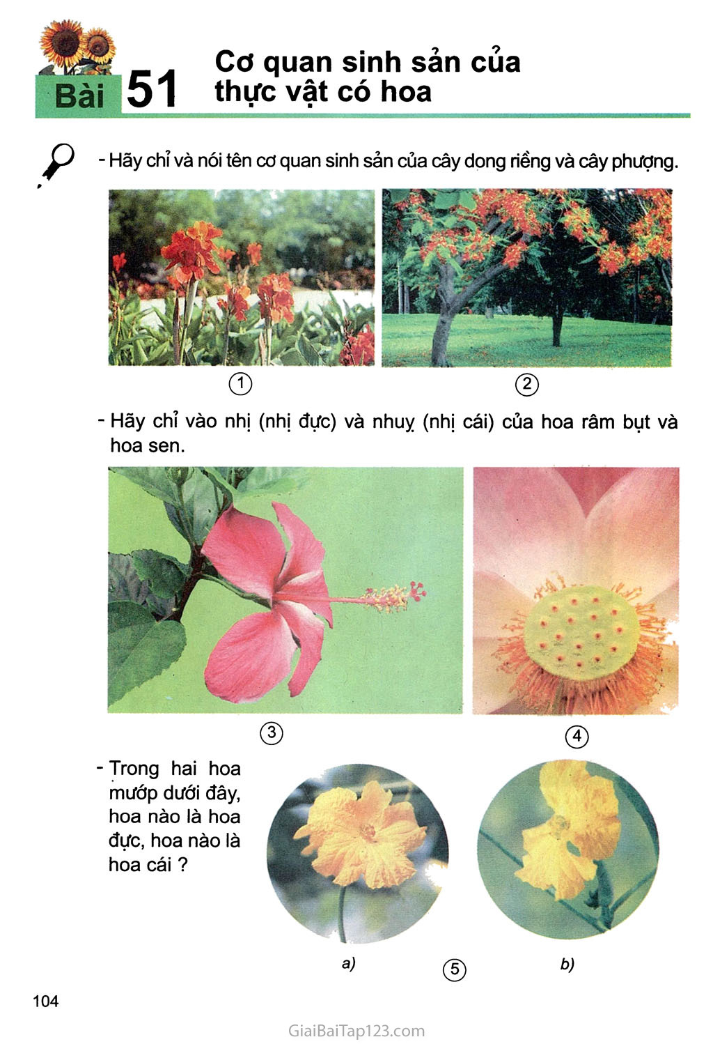Bài 51. Cơ quan sinh sản ở thực vật có hoa trang 2