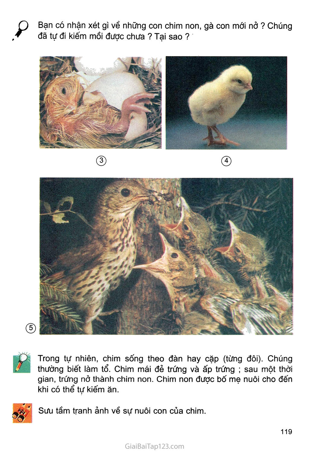 Bài 58. Sự sinh sản và nuôi con của chim trang 2