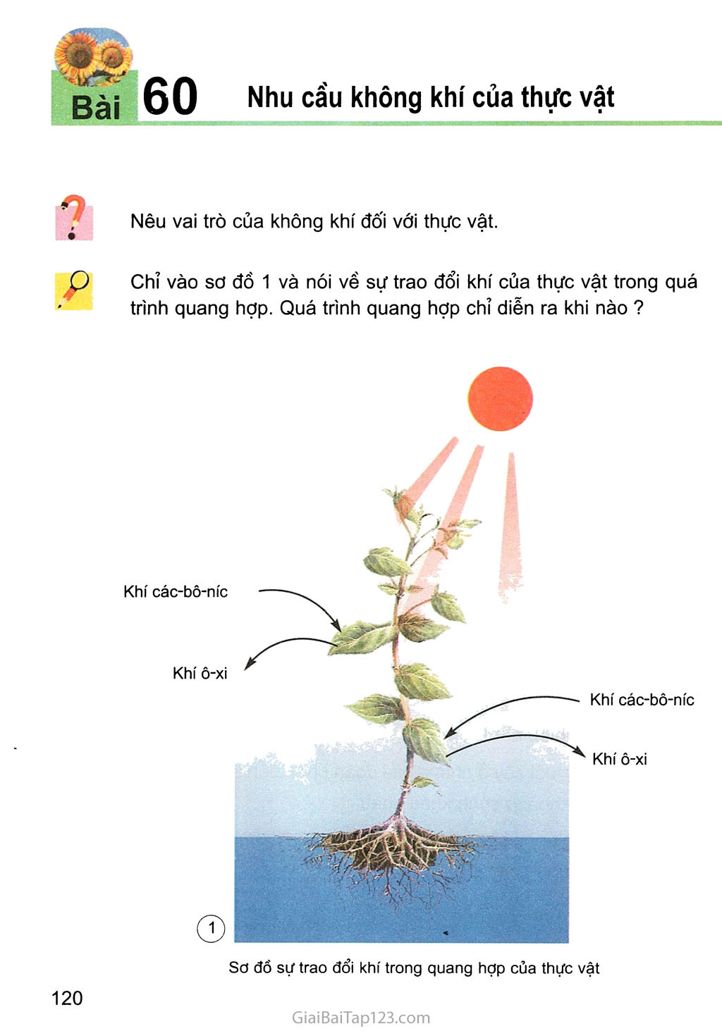 Bài 60. Nhu cầu không khí của thực vật trang 1