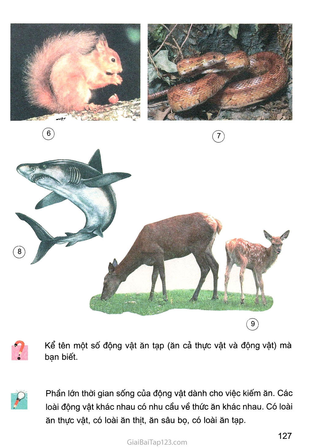 Bài 63. Động vật ăn gì để sống? trang 2