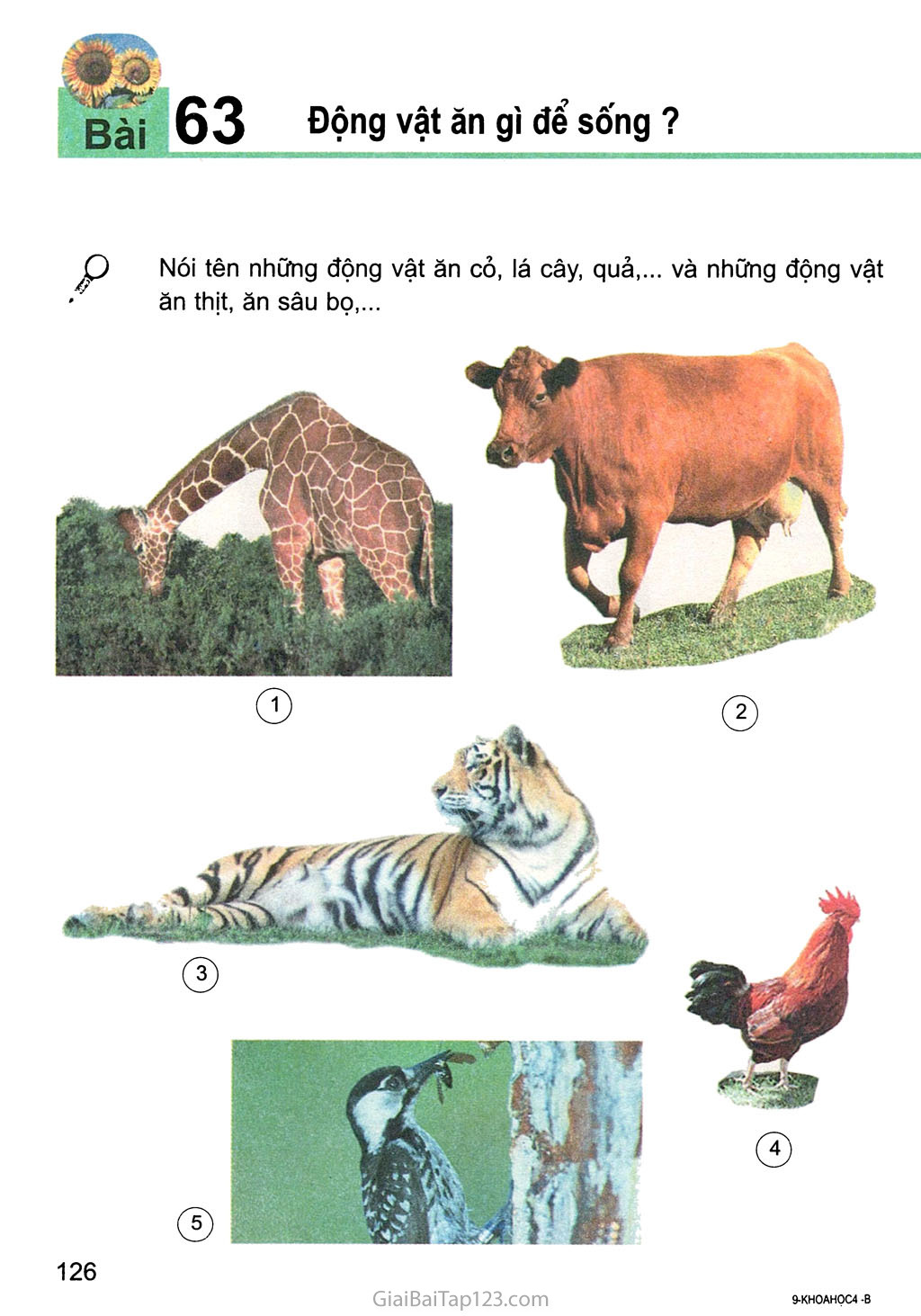 Bài 63. Động vật ăn gì để sống? trang 1