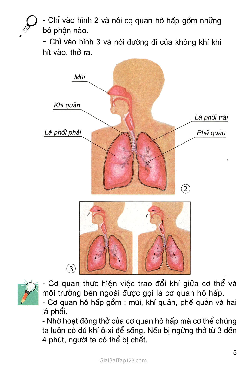 Bài 1. Hoạt động thở và cơ quan hô hấp trang 3