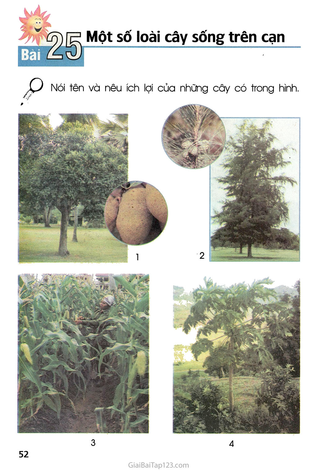 Bài 25. Một số loài cây sống trên cạn trang 1