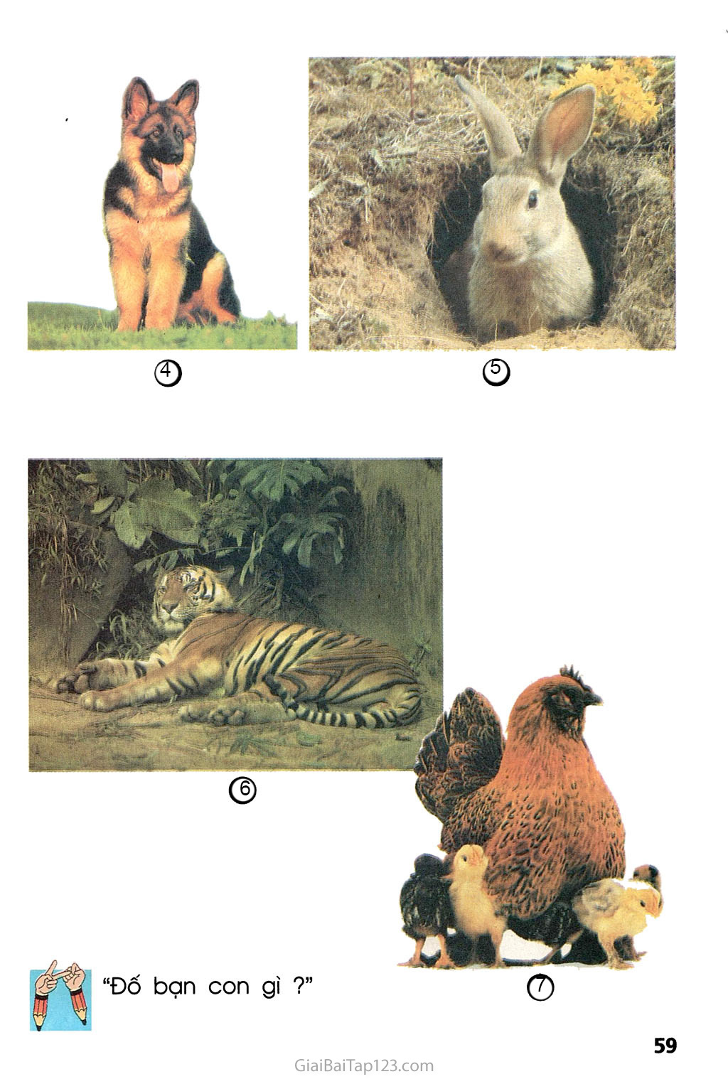 Bài 28. Một số loài vật sống trên cạn trang 2